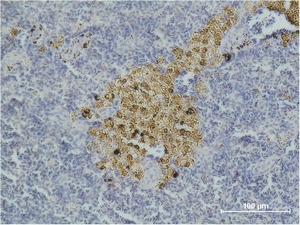 Anti-Caspase-8 Antibody (5V622)
