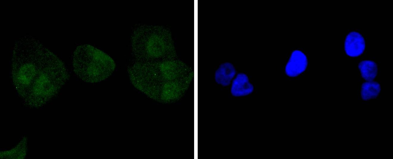 Anti-Caspase-8 Antibody (8B784)