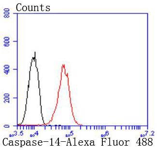 Anti-Caspase-14 Antibody (3A777)