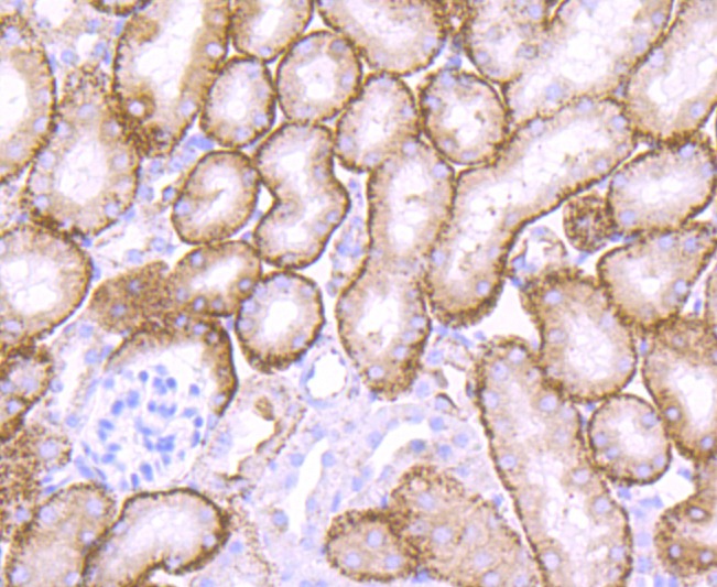 Anti-CTSL Antibody (9O318)