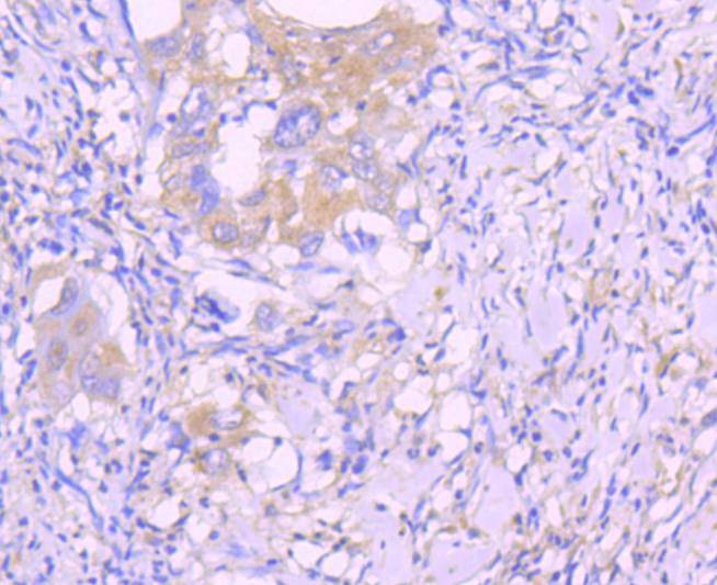 Anti-Caspase-8 Antibody (4B478)