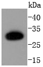 Anti-Caspase-6 Antibody (3I701)
