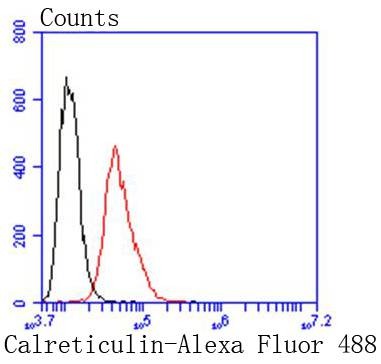 Anti-Calreticulin Antibody (8J512)