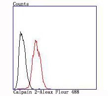 Anti-CAPN2 Antibody (6Z187)