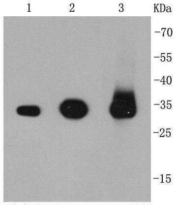 Anti-Caspase-3 Antibody (3J336)