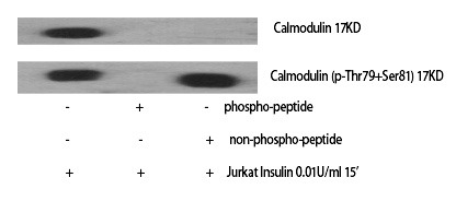Anti-Phospho-CALM1 (Thr80, Ser82) Polyclonal Antibody