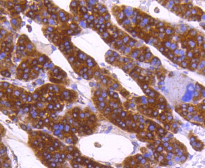 Anti-Calreticulin Antibody (8J512)