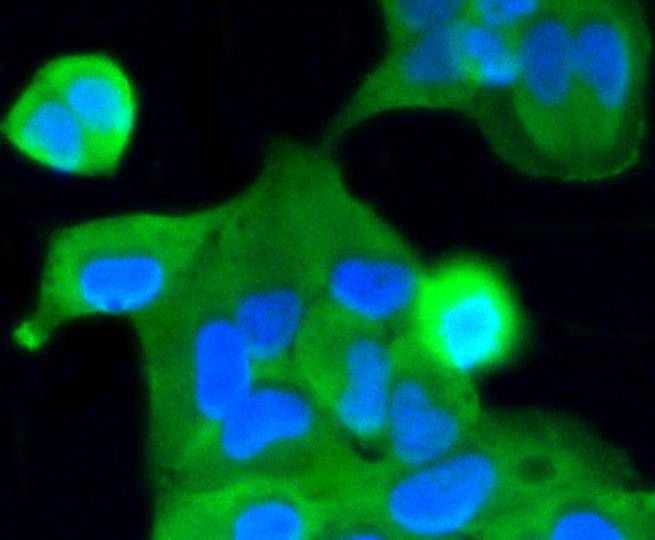 Anti-CASP2 Antibody (8H206)