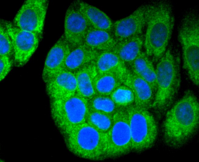 Anti-Calnexin Antibody (2Q119)