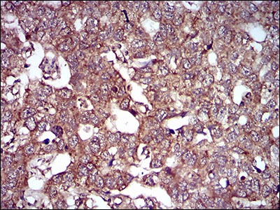 Anti-CAV2 Antibody (8Z468)
