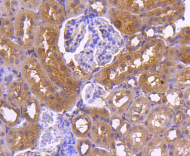 Anti-Calnexin Antibody (2Q119)