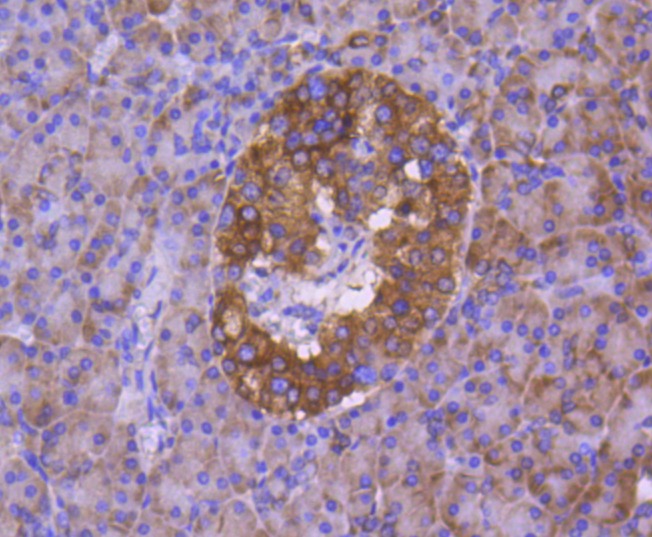 Anti-Calnexin Antibody (2Q119)