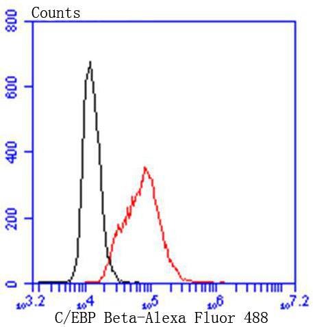 Anti-C/EBP Beta Antibody (7Q839)