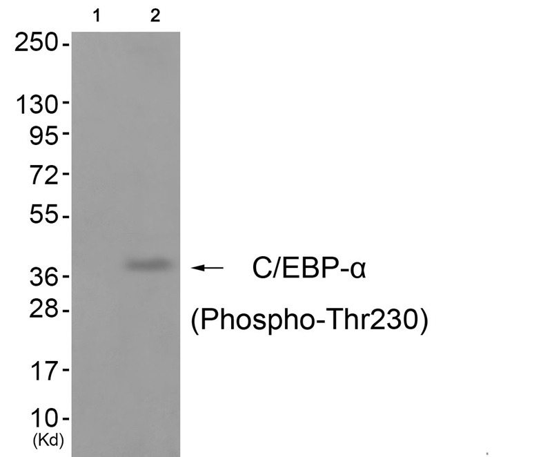 Anti-Phospho-C/EBP alpha (Thr230) Polyclonal Antibody