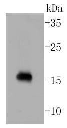 Anti-CALM1 Antibody (9G576)