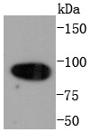 Anti-Calnexin Antibody (2Q119)