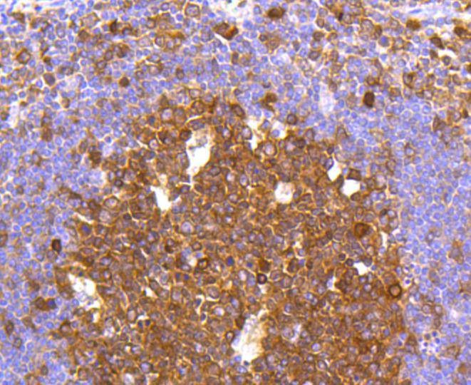 Anti-Caspase-3 Antibody (3J336)
