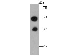 Anti-C10orf58 Antibody (6V65)