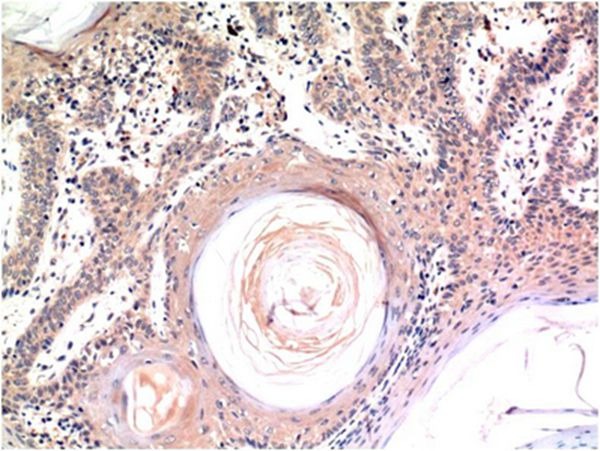 Anti-Caspase-3 Antibody (1S354)