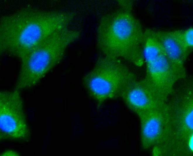 Anti-CASP2 Antibody (8H206)