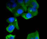 Anti-C/EBP Beta Antibody (7Q839)