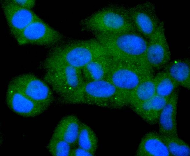 Anti-BCL-XL Antibody (3K493)