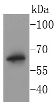 Anti-BPI Antibody (8T644)
