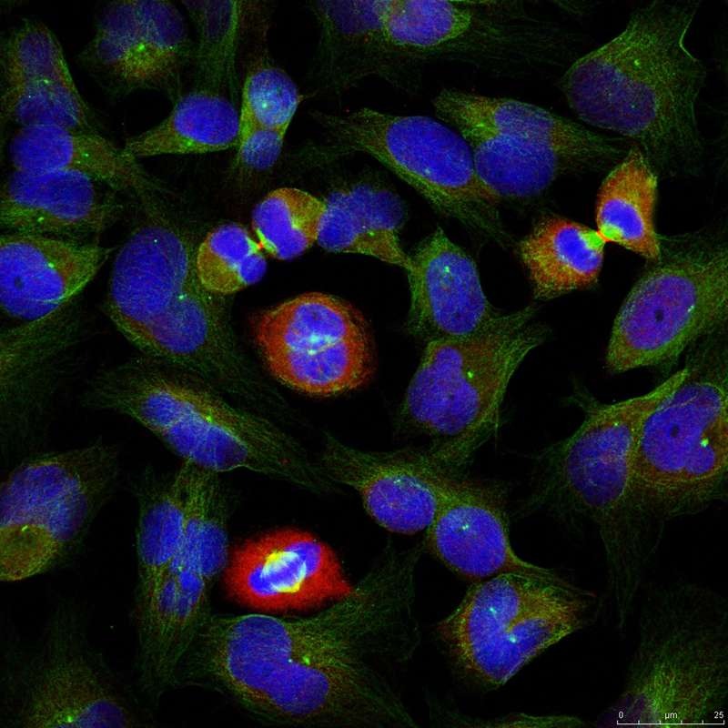 Anti-Phospho-BCL-XL (Ser62) Polyclonal Antibody 2