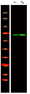 Anti-Phospho-BORA (Ser497) Polyclonal Antibody