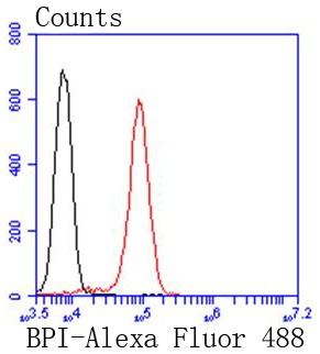 Anti-BPI Antibody (8T644)