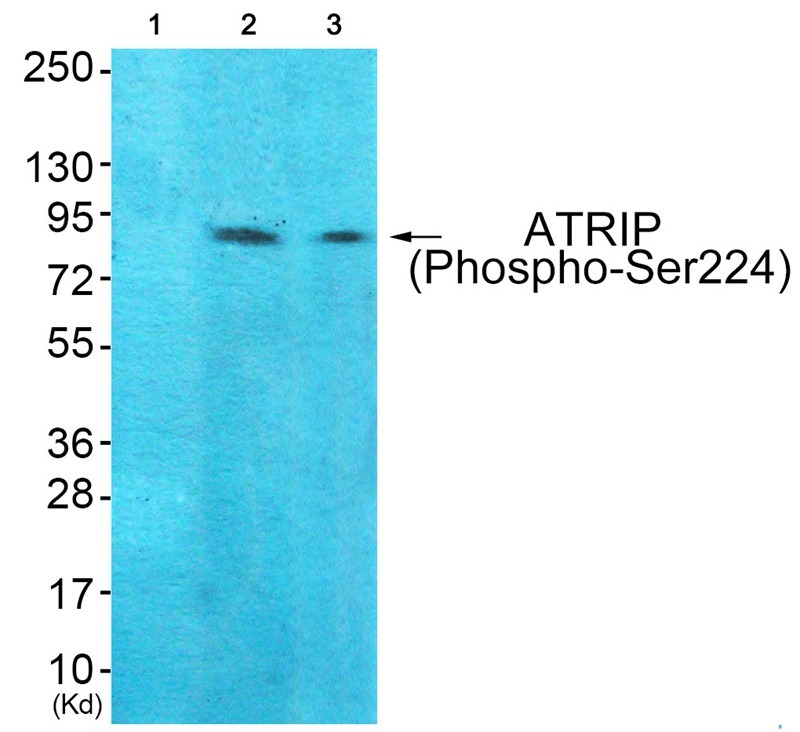Anti-Phospho-ATRIP (Ser224) Polyclonal Antibody
