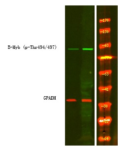 Anti-Phospho-B-Myb (Thr494, 497) Polyclonal Antibody