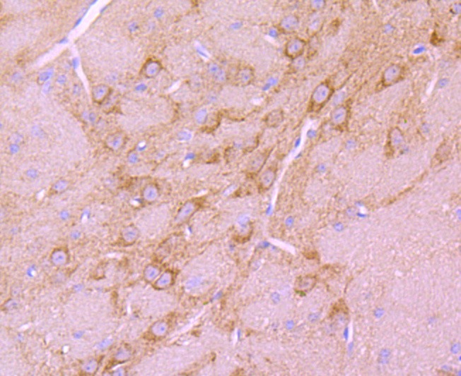 Anti-BNIP3 Antibody (3L227)