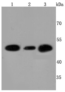 Anti-ATP5B Antibody (8V910)