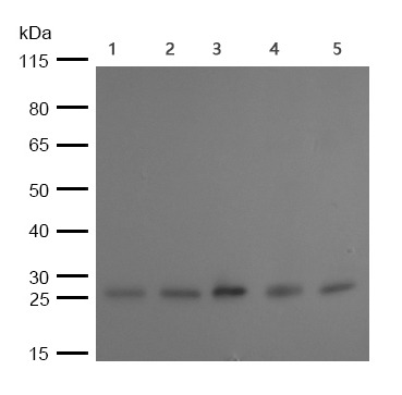 Anti-BCL-XL Antibody (3K493)