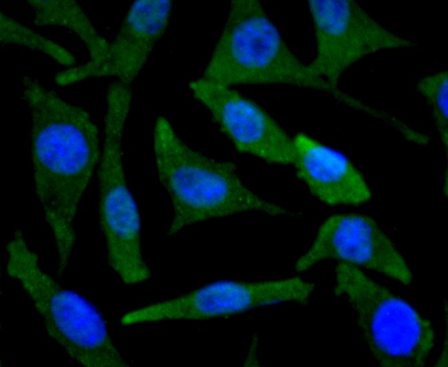 Anti-BNIP3 Antibody (3L227)