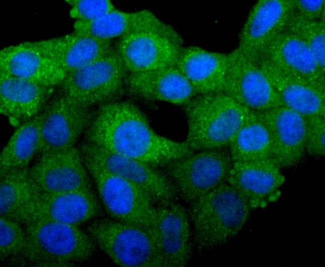 Anti-BCL-XL Antibody (3K493)