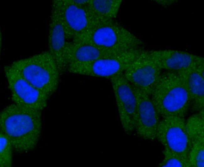 Anti-BNIP3 Antibody (3L227)