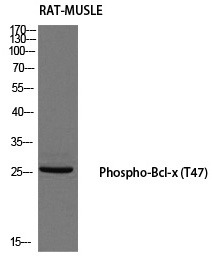 Anti-Phospho-BCL-XL (Thr47) Polyclonal Antibody