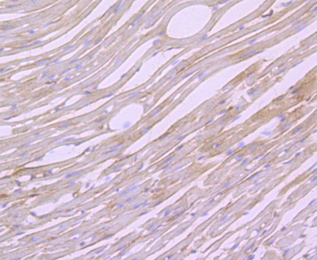 Anti-Biglycan Antibody (9V222)