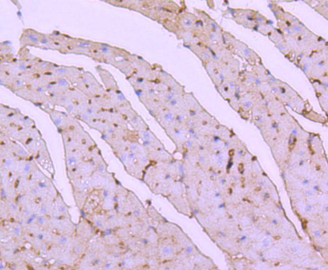 Anti-ATF7 Antibody (6F15)