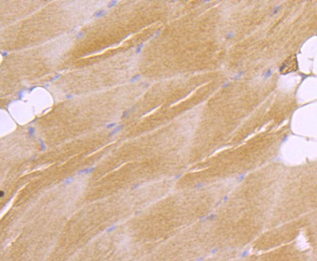 Anti-ATF7 Antibody (6F15)