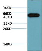 Anti-ATG5 Antibody (3M169)