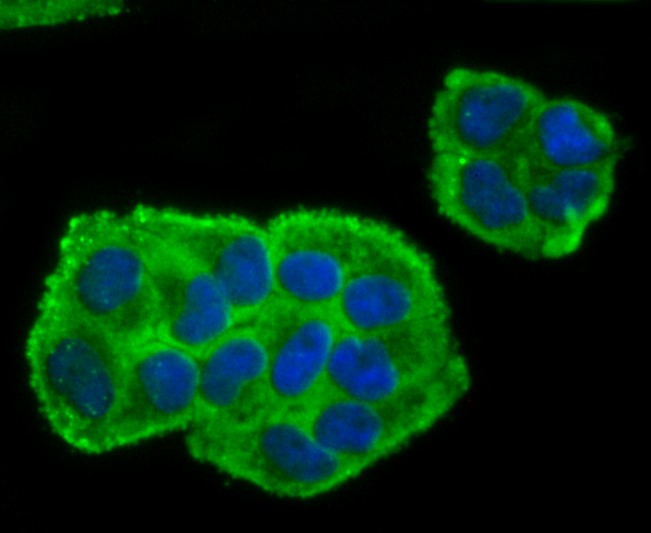 Anti-BMAL1 Antibody (5D959)