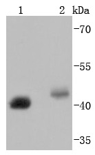 Anti-BMI-1 Antibody (4I124)