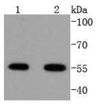 Anti-ATF-4 Antibody (7M603)