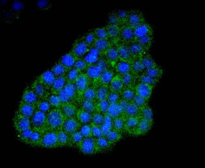 Anti-ATF-4 Antibody (7M603)