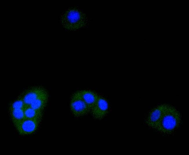 Anti-ATF-5 Antibody (6Y194)