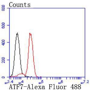 Anti-ATF7 Antibody (6F15)
