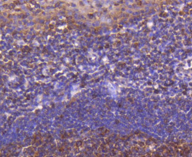 Anti-ATF-5 Antibody (6Y194)